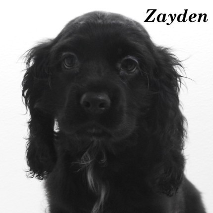 puppy, for, sale, Cocker Spaniel, Joe & Cherri  Overlease, dog, breeder, Miller, MO, dog-breeder, puppy-for-sale, forsale, nearby, find, puppyfind, locator, puppylocator, aca